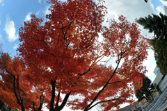 紅葉