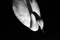 Black and White