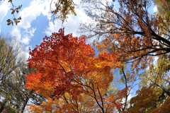 紅葉