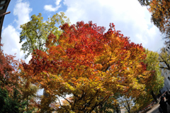 紅葉