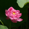 蓮