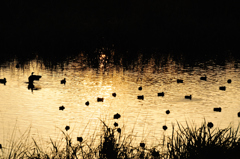 沼の夕陽