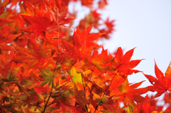 紅葉