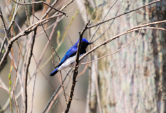 幸福の青い鳥