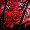 紅の炎