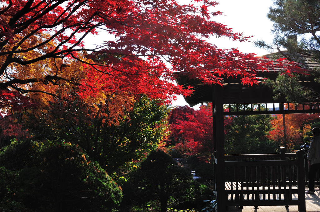 公園の紅葉