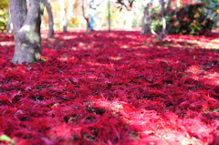 真紅の絨毯