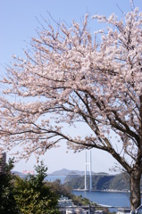 青空に桜