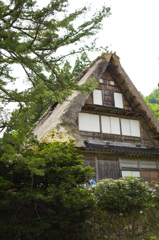 新緑の五箇山