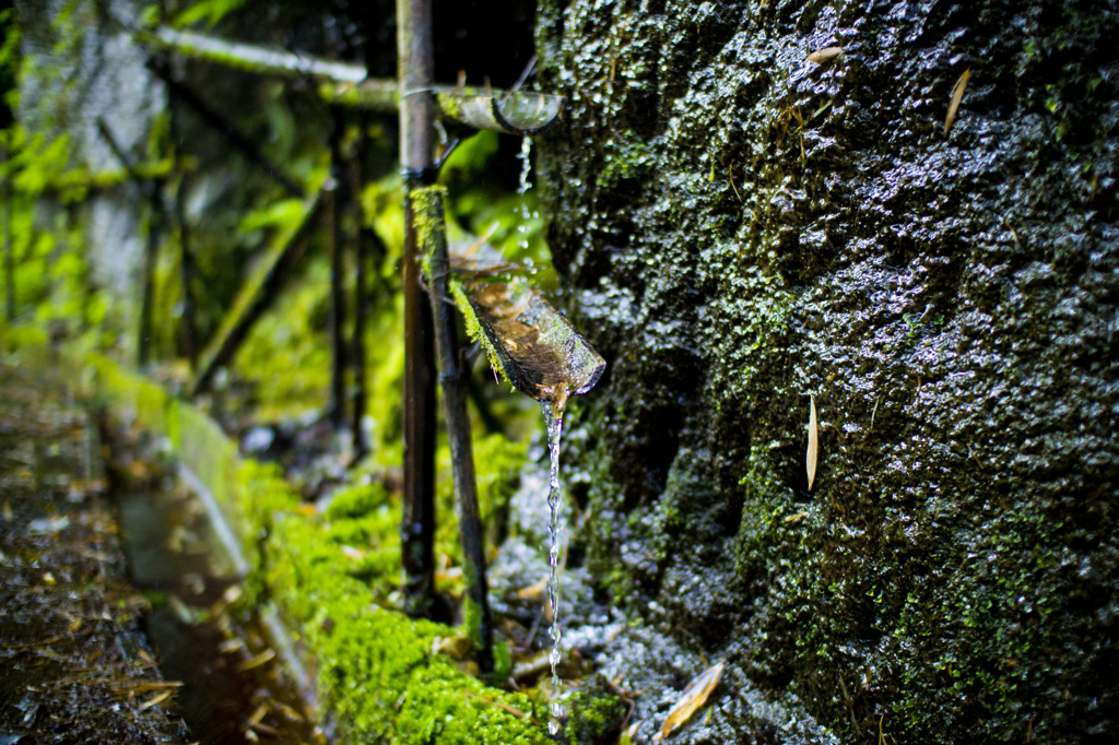 里山の水場