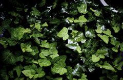 ベランダにて02