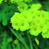 お花