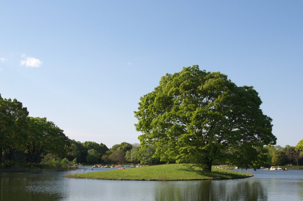 このー木なんの木