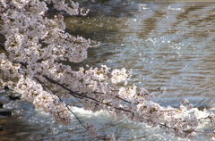 神田川の桜