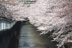 神田川の桜