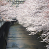 神田川の桜