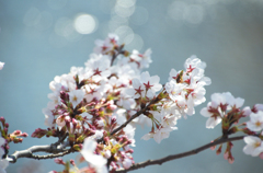 神田川の桜