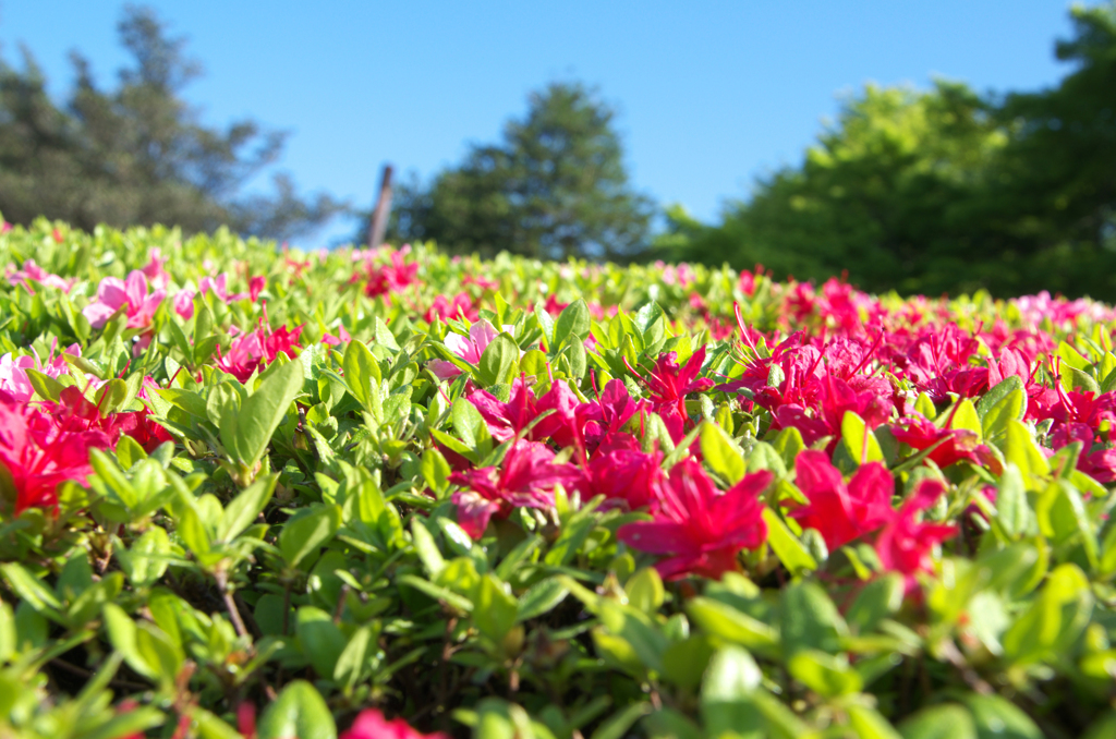 昭和記念公園の花