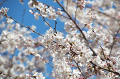 神田川の桜