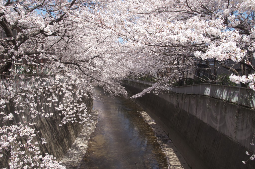 神田川の桜