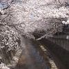 神田川の桜