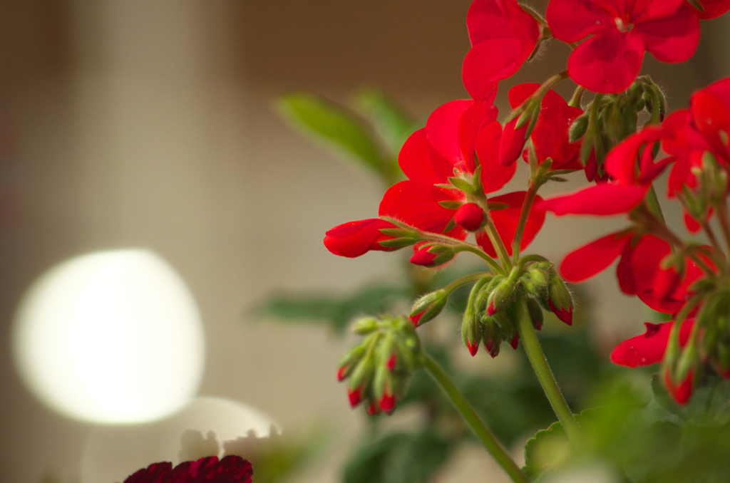 テラスの花