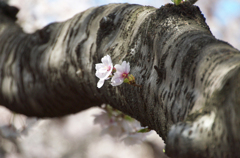 神田川の桜