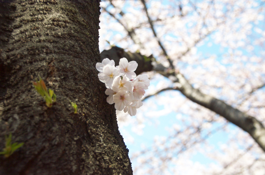 神田川の桜