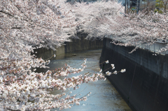 神田川の桜