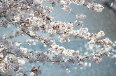 神田川の桜