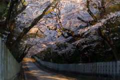 桜の隧道