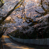 桜の隧道