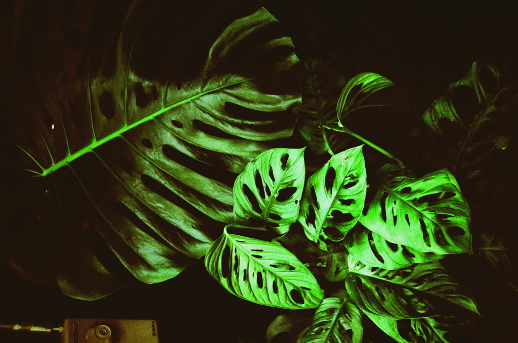 Rollei35×Cross Process