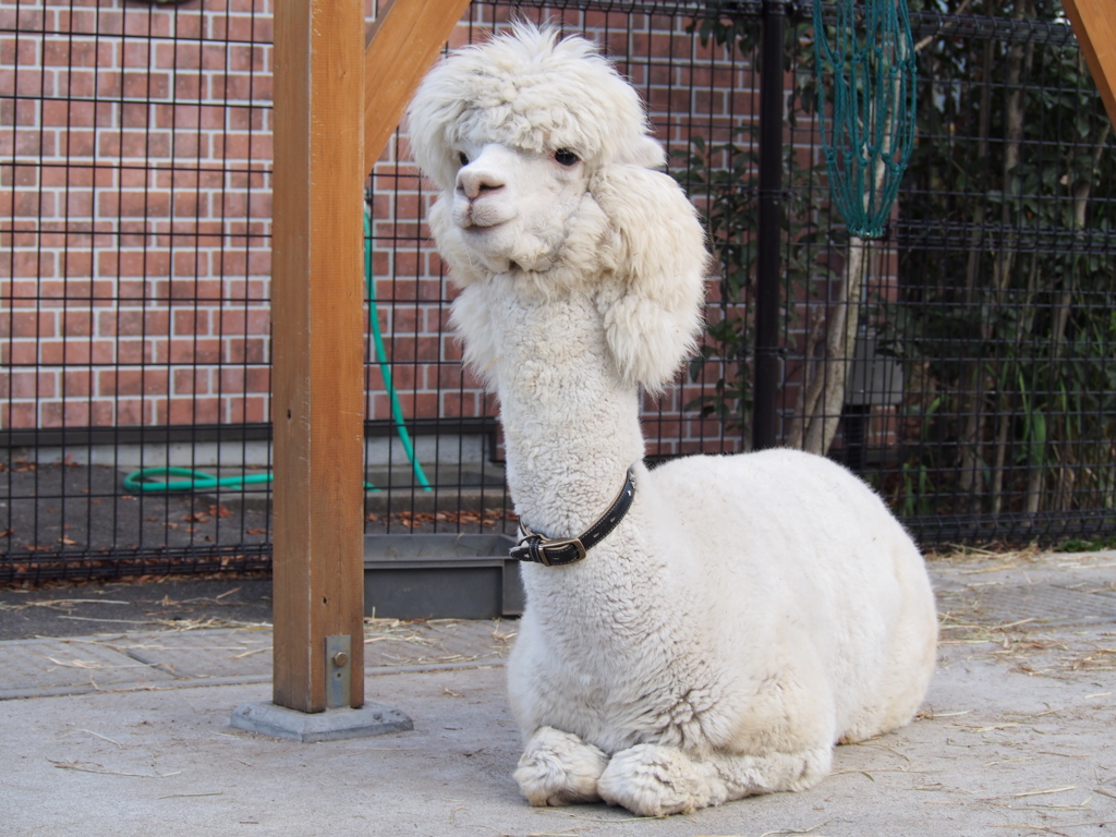 アルパカ