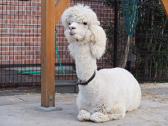 アルパカ