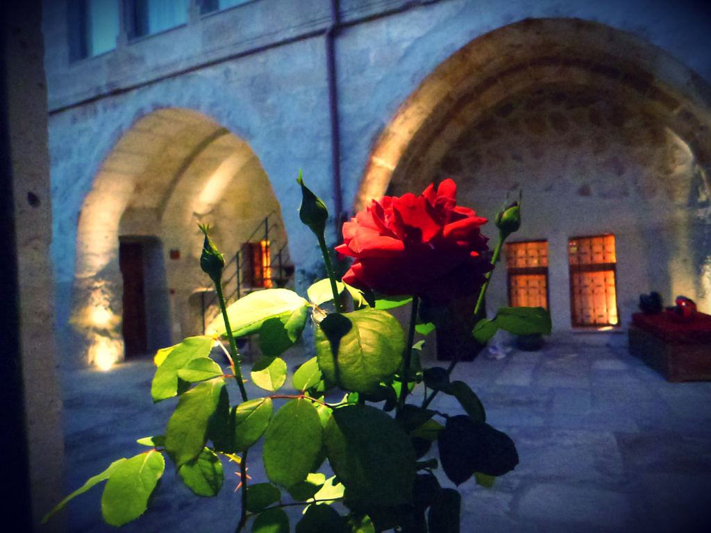 rose