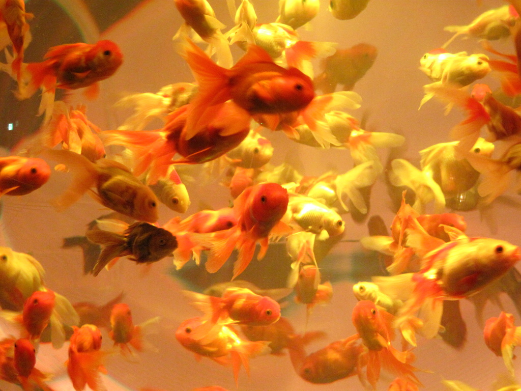 GOLDFISH
