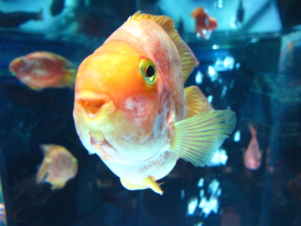 GOLDFISH