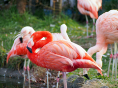 フラミンゴ