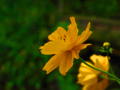 キバナコスモス