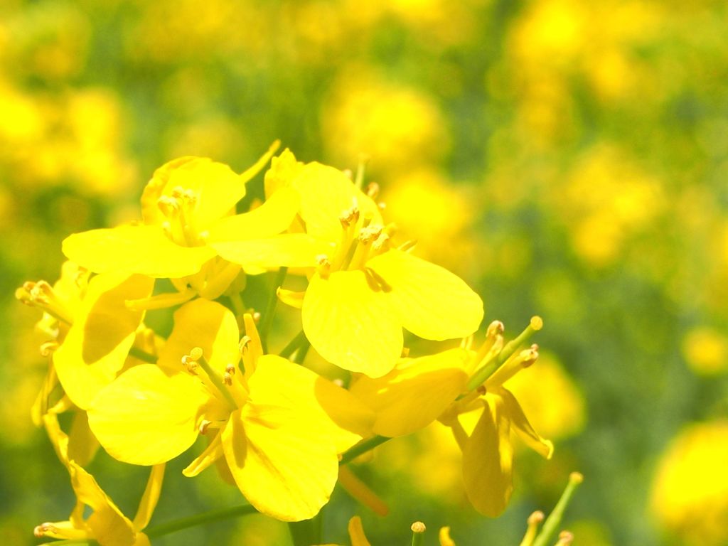 菜の花