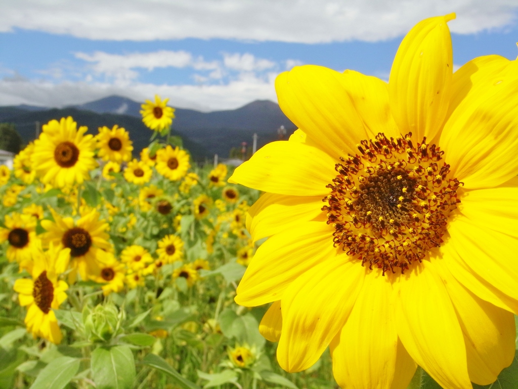 sunflower