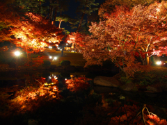 紅葉ライトアップ