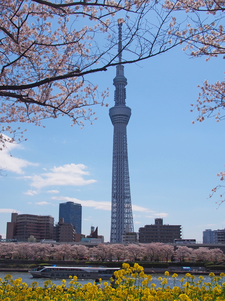 スカイツリーと桜