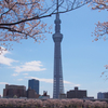 スカイツリーと桜