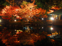 紅葉ライトアップ