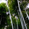竹林