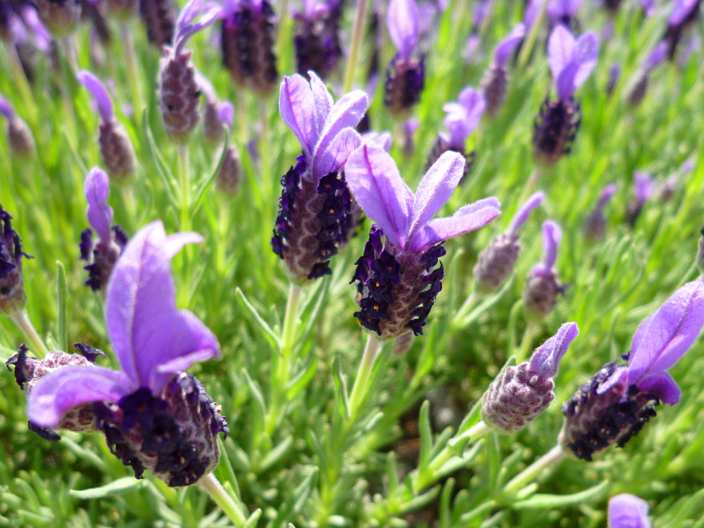 flowers