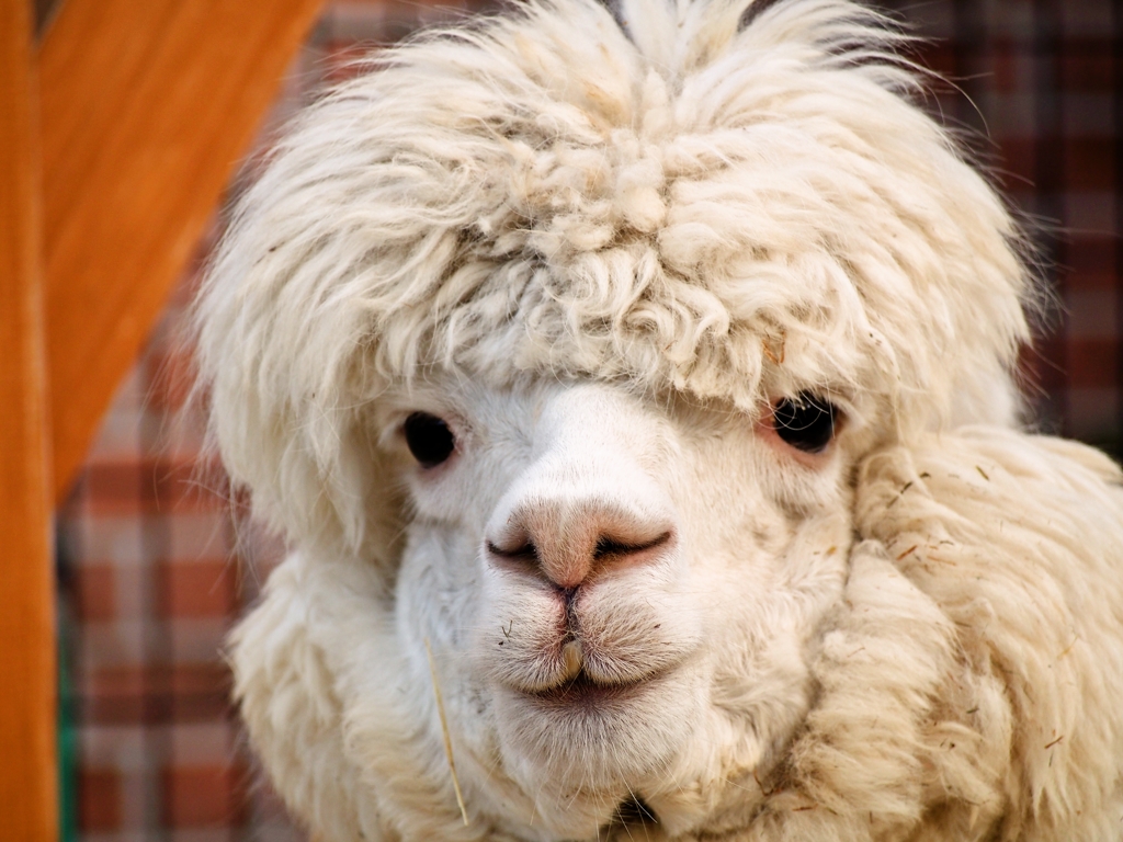 アルパカ