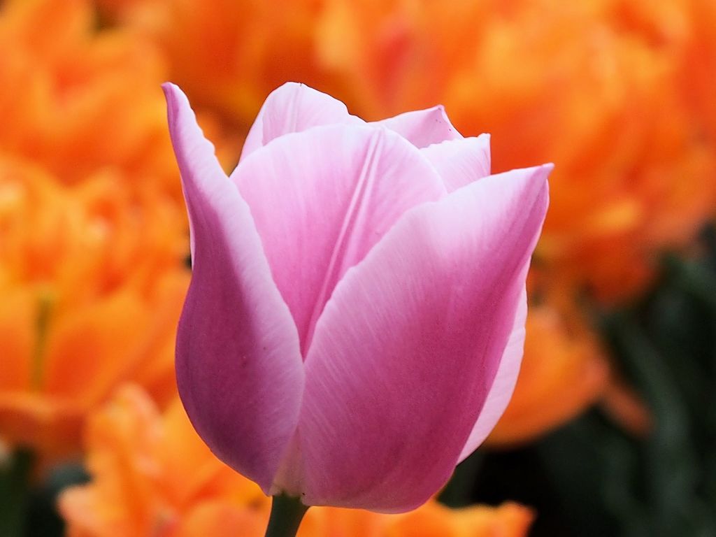 0409 (283)
